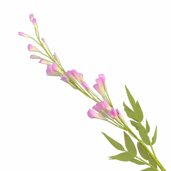 Rama 24 calas malva