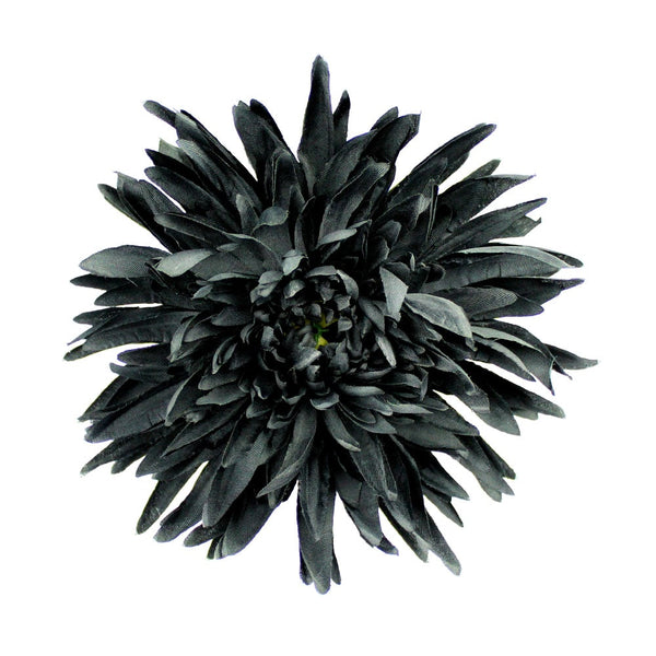 flor crisantemo negro