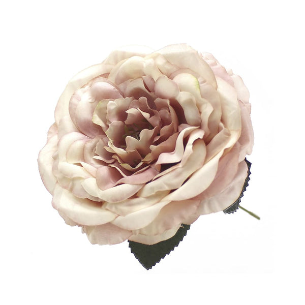rosa evelyn rosa degradado