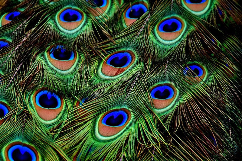 plumas de pavo real 2