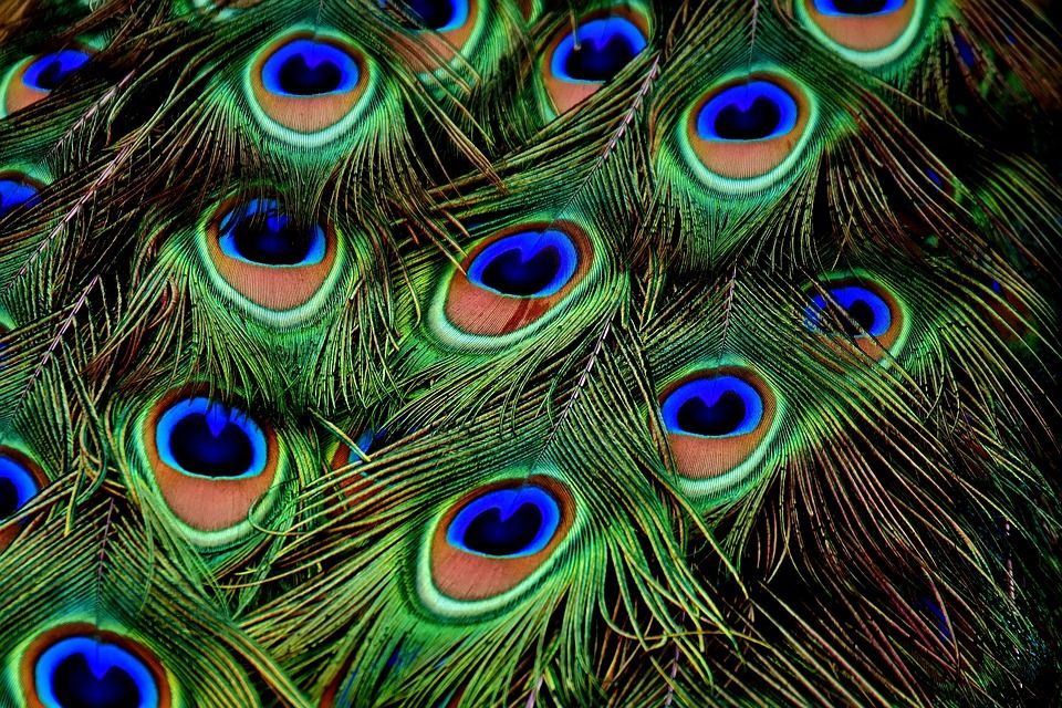 plumas de pavo real 2