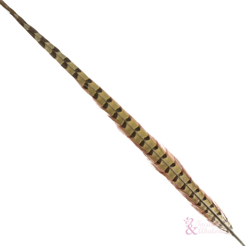 Plumas Faisán común 50/55cm