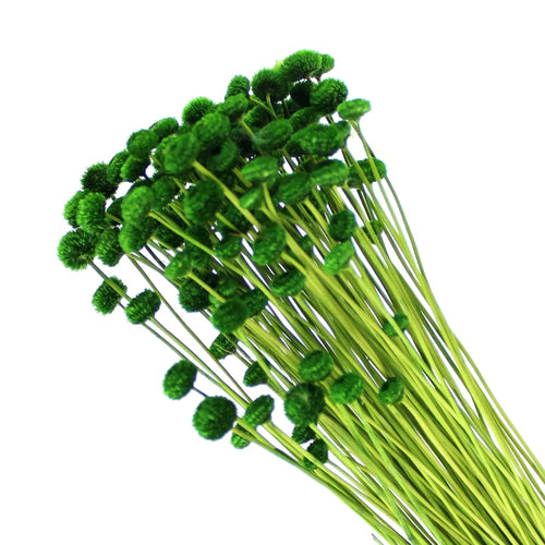 AMARELINO ATERCIOPELADO verde