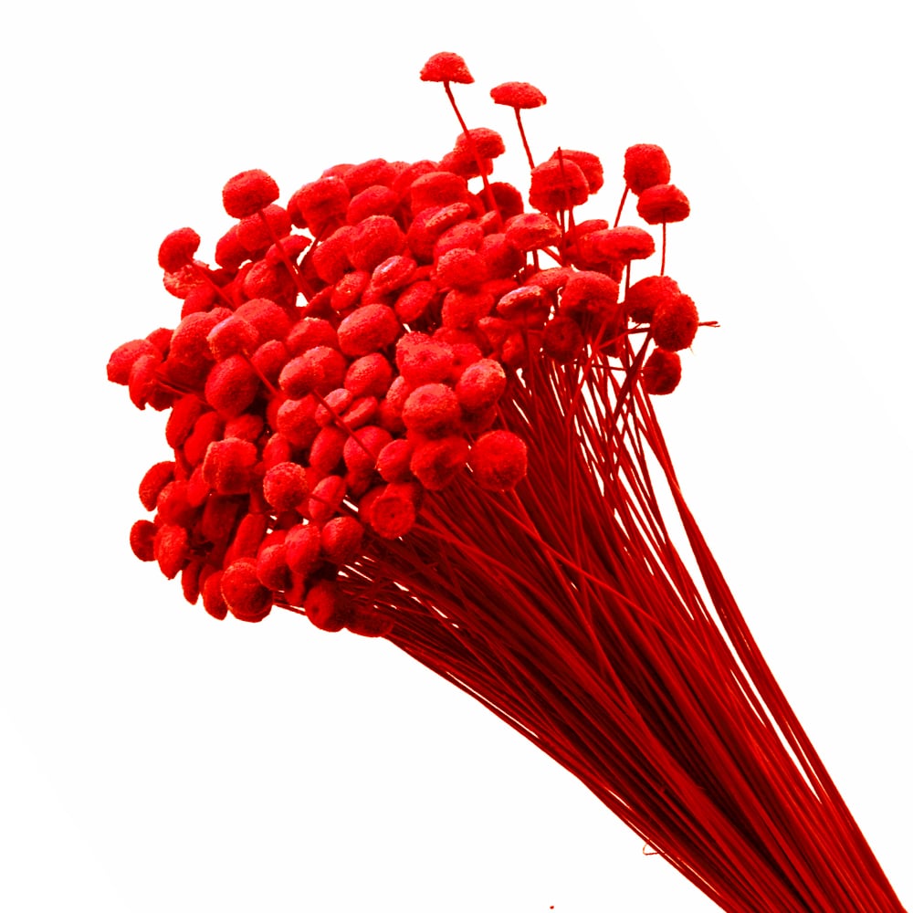 BOTAO ATERCIOPELADO PRESERVADO rojo