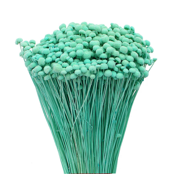 Botao mini preservado verde agua