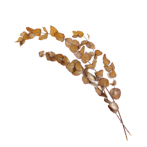 EUCALIPTO PRESERVADO ocre