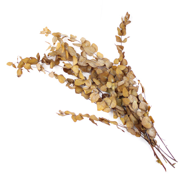 EUCALIPTO PRESERVADO ramo ocre