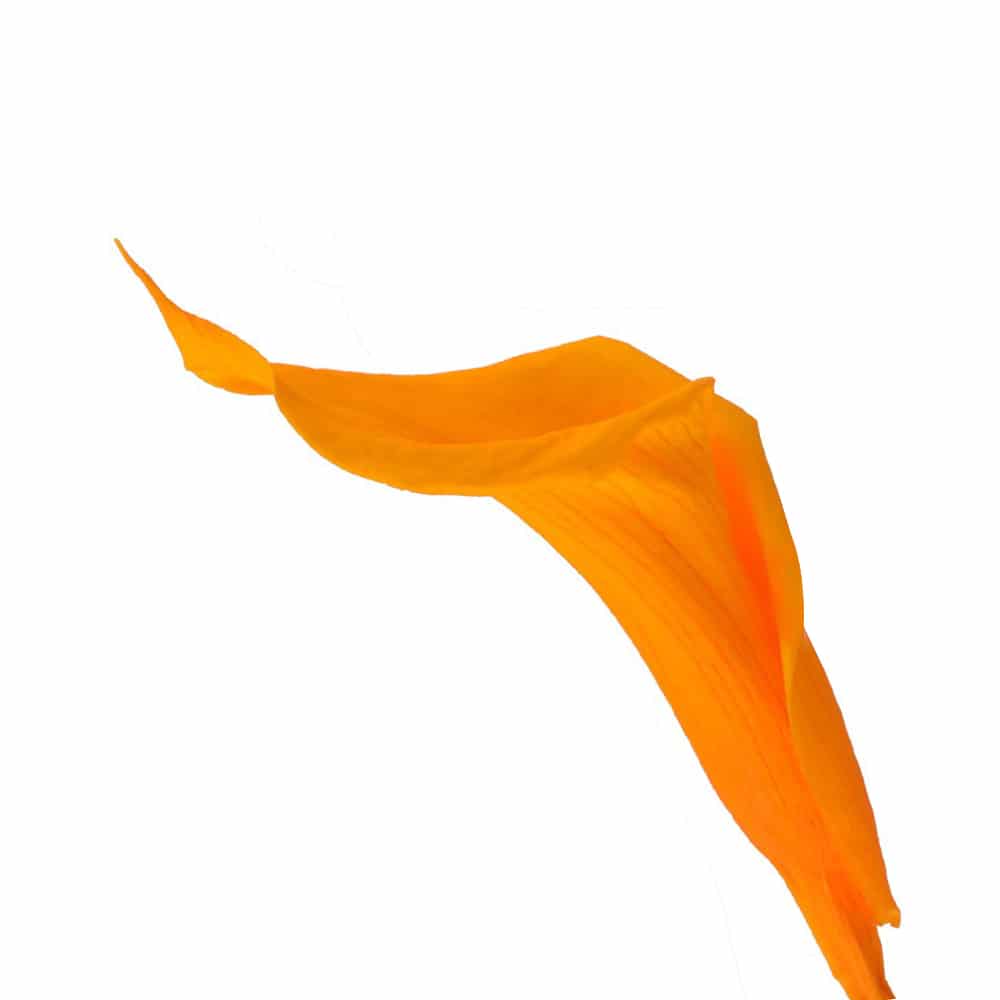 FLOR MINI CALA PRESERVADA naranja