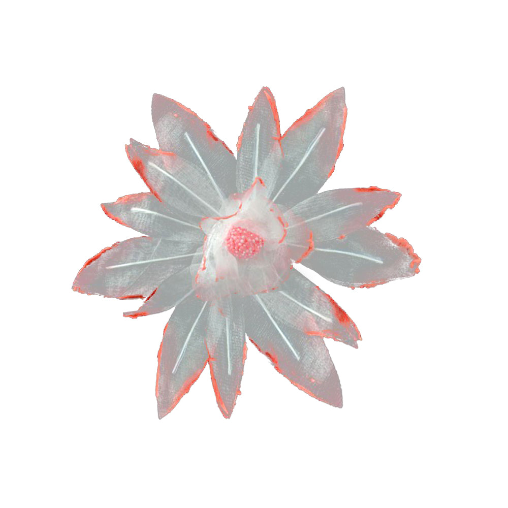 061-Coral