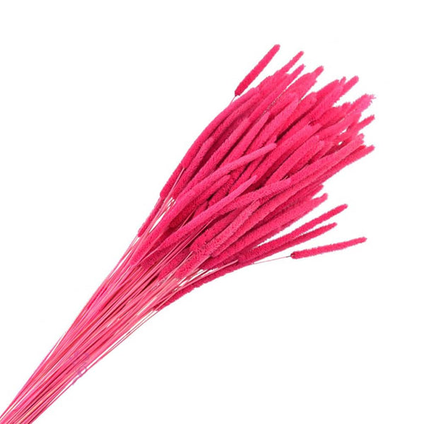 PHLEUM PRESERVADO fucsia