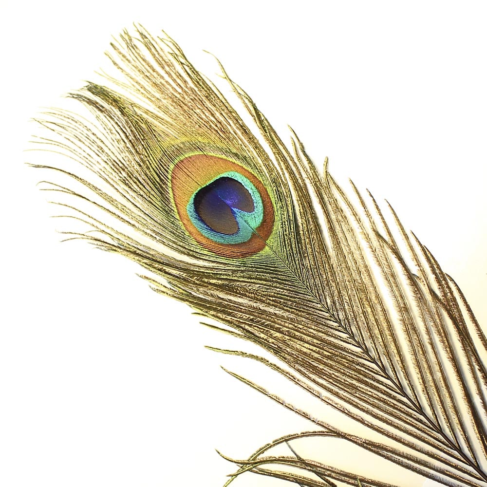 Pluma pavo real 60 cm