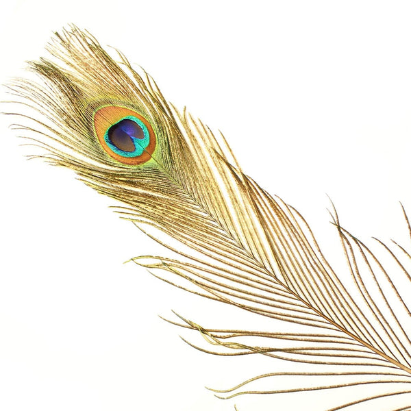 Pluma pavo real 60cm