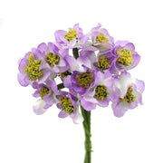 Vista 1