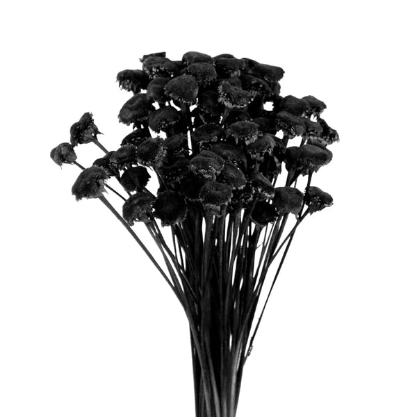 pali pala preservado negro