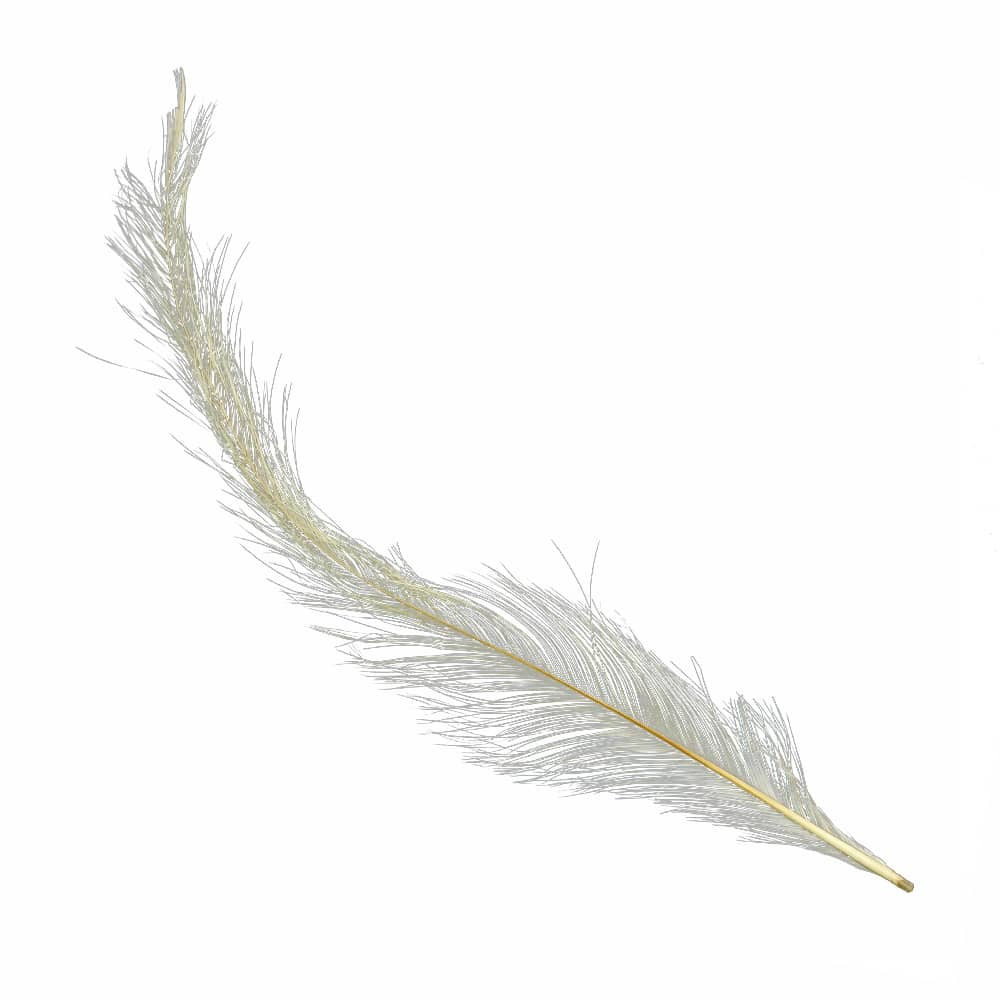 pluma gallo quemada crudo
