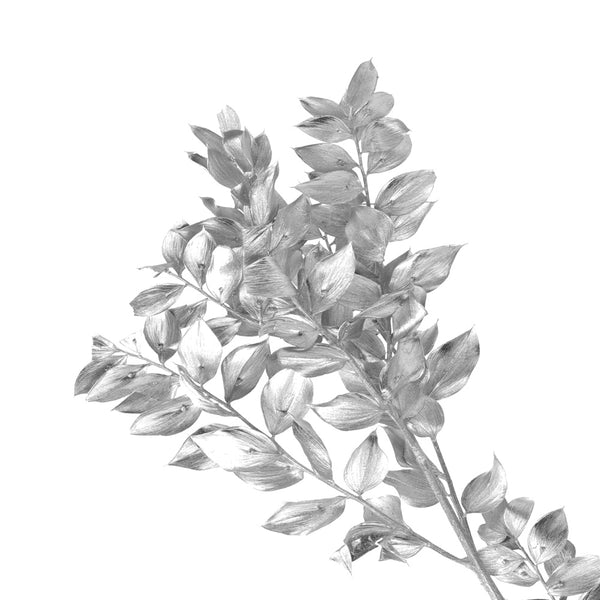 ruscus preservado plata
