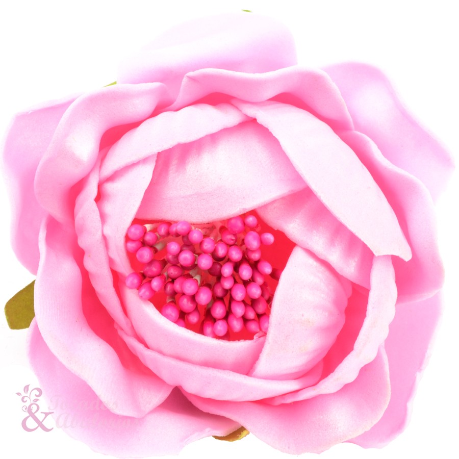 ROSAPOLA 7 cm. ROSAPOLA 7 cm.