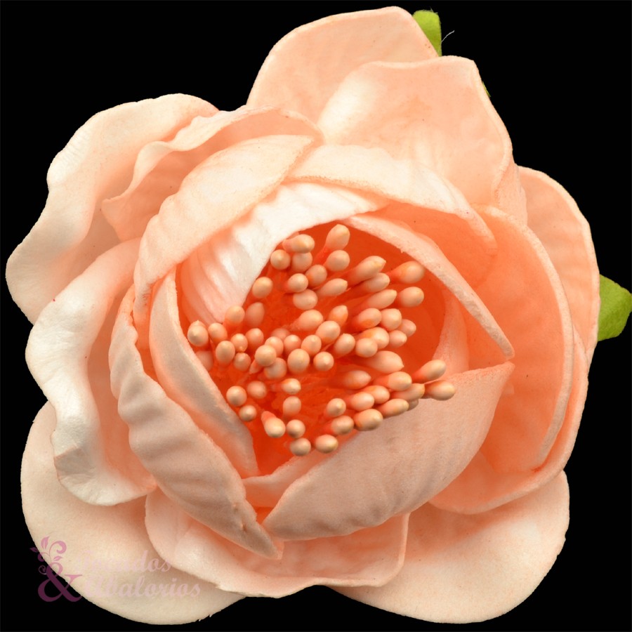 ROSAPOLA 7 cm. ROSAPOLA 7 cm.