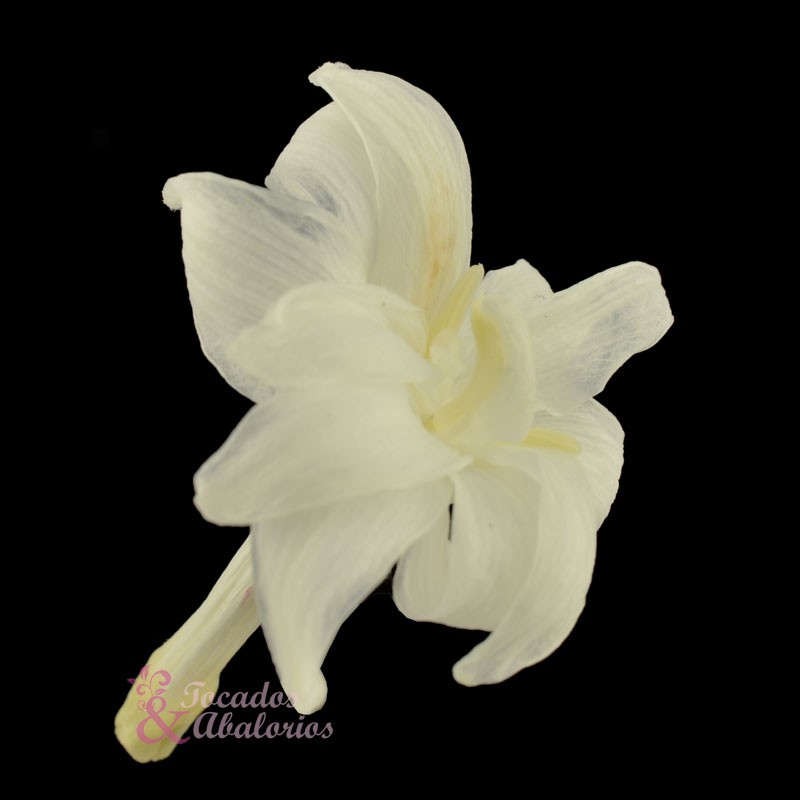 NARDO PRESERVADO NARDO PRESERVADO