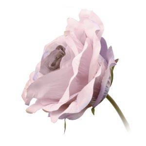 rosa abril lila
