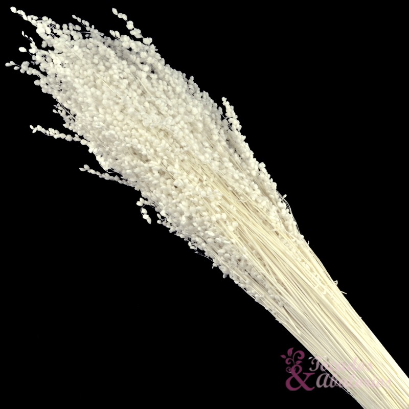 BRIZA MINI PRESERVADA BRIZA MINI PRESERVADA