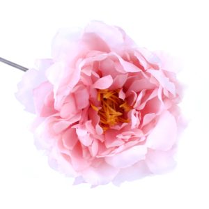 PIVOINE AMBER 14CM rose