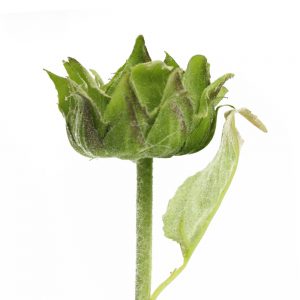 bouton de fleur ferme vert